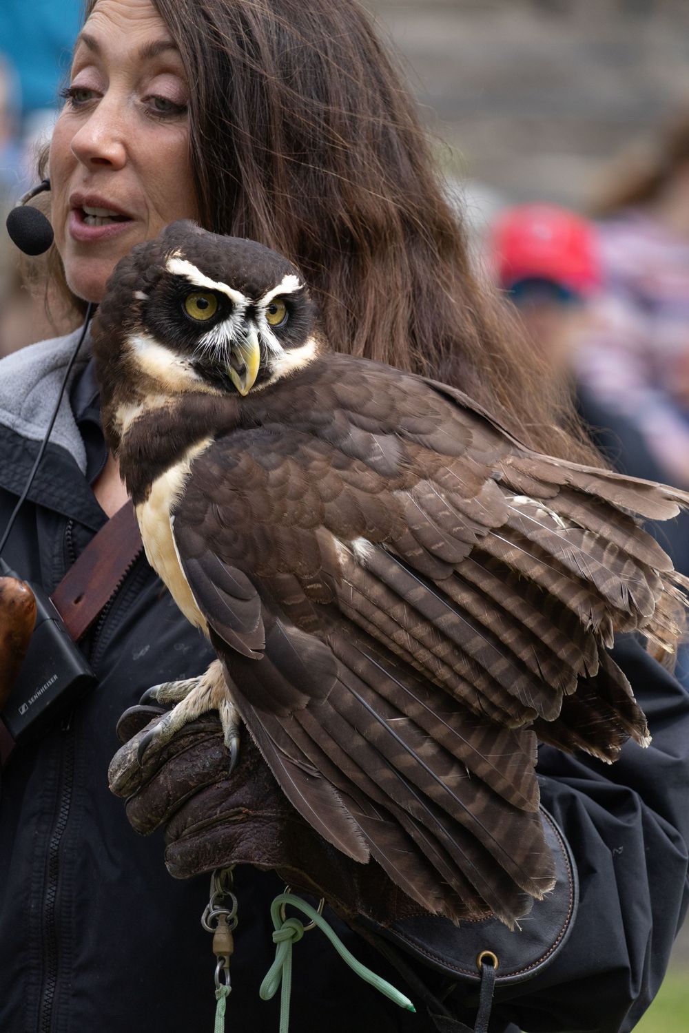 Falcon show photo.