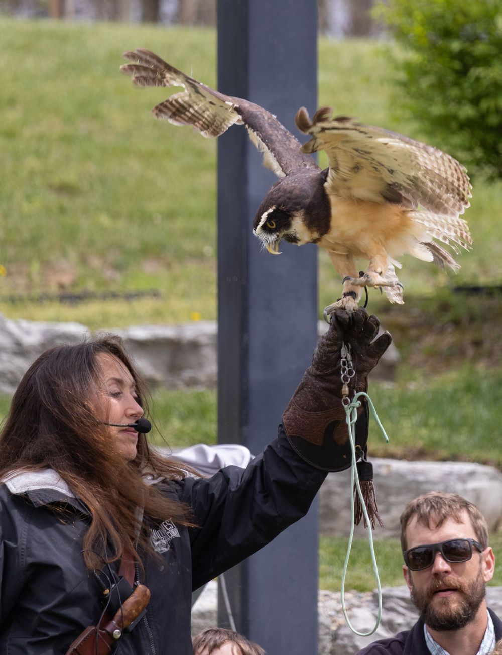 Falcon show photo.