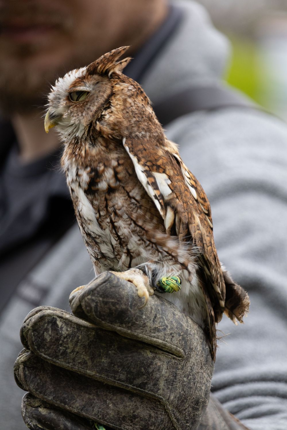 Falcon show photo.