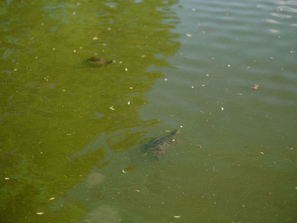 Green algae-filled pond water with reflective surface and scattered debris floating on top.