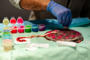 Laboratory setup with colorful test tubes and gloved hands working on specimens.