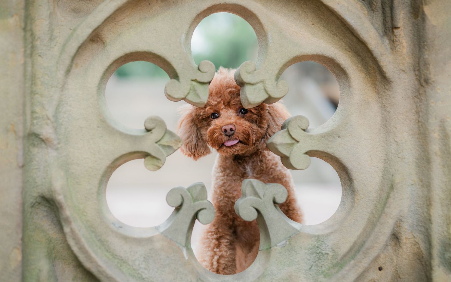Furry Moments New York New Jersey Pet Photography