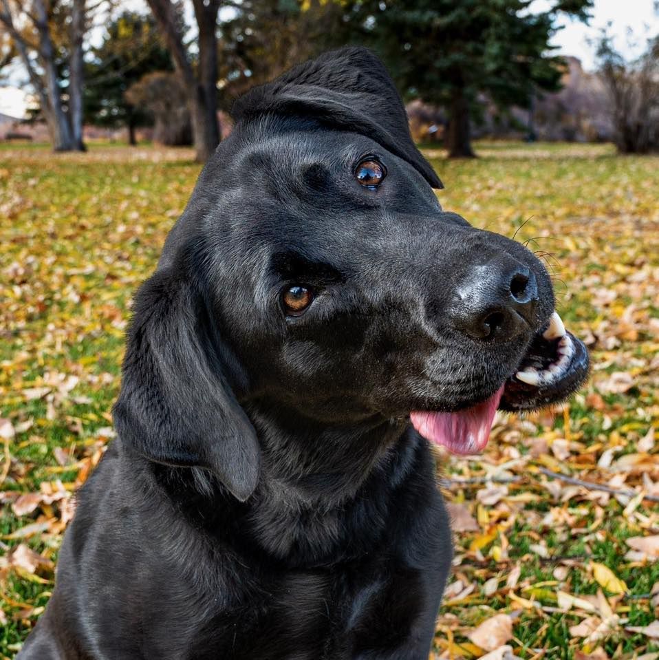 Black Labrador wearing a baseball cap smiling against an autumn background with fallen leaves.