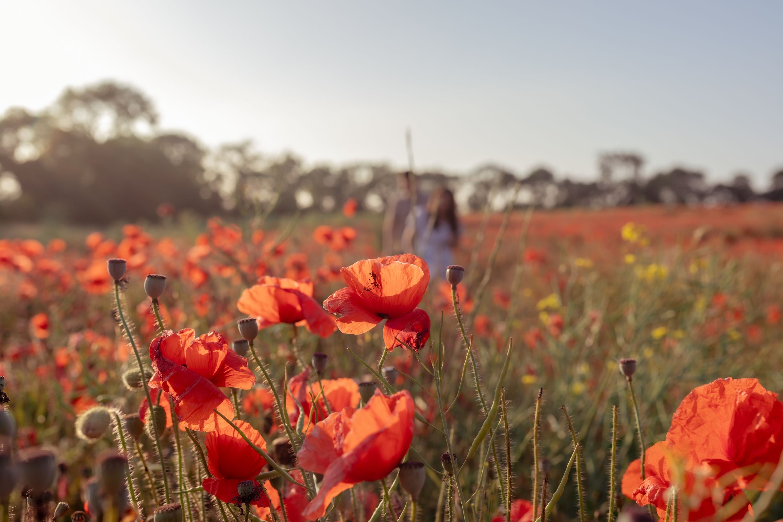 Field of vibrant red poppies blooming under blue sky at sunset. Photographer. Hull. East Yorkshire. Photography