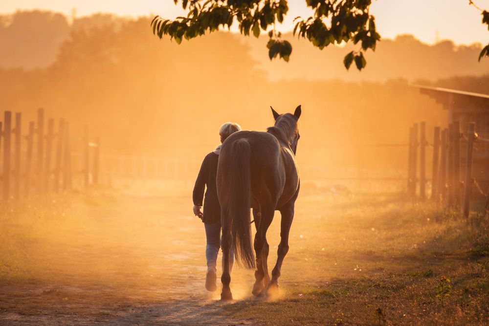 Photo d'un cavalier qui emmène son cheval au pré au couché du soleil