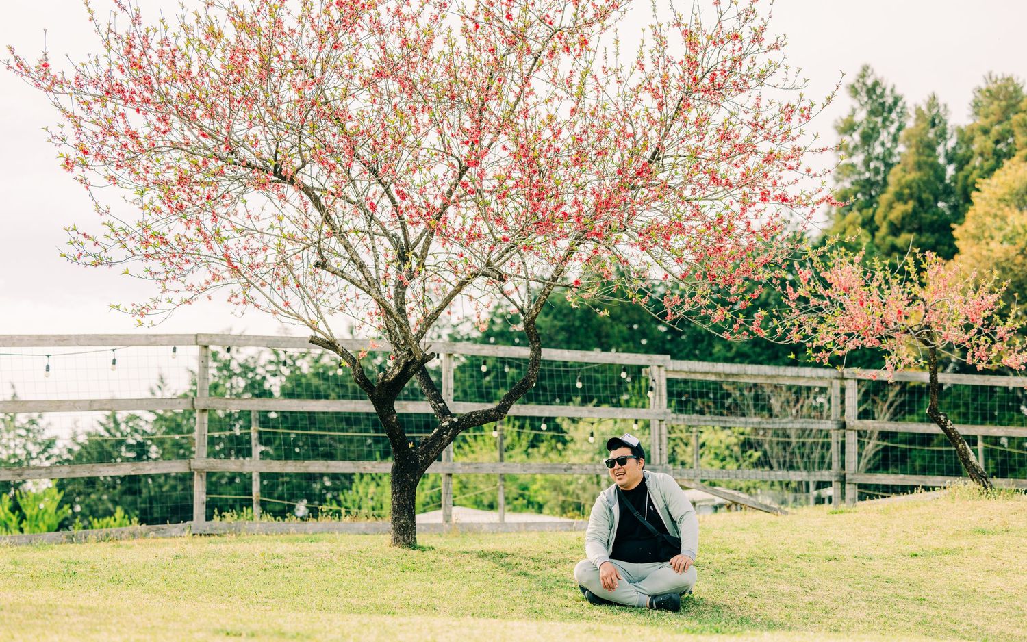 Person sitting under blooming cherry blossom tree in spring garden.