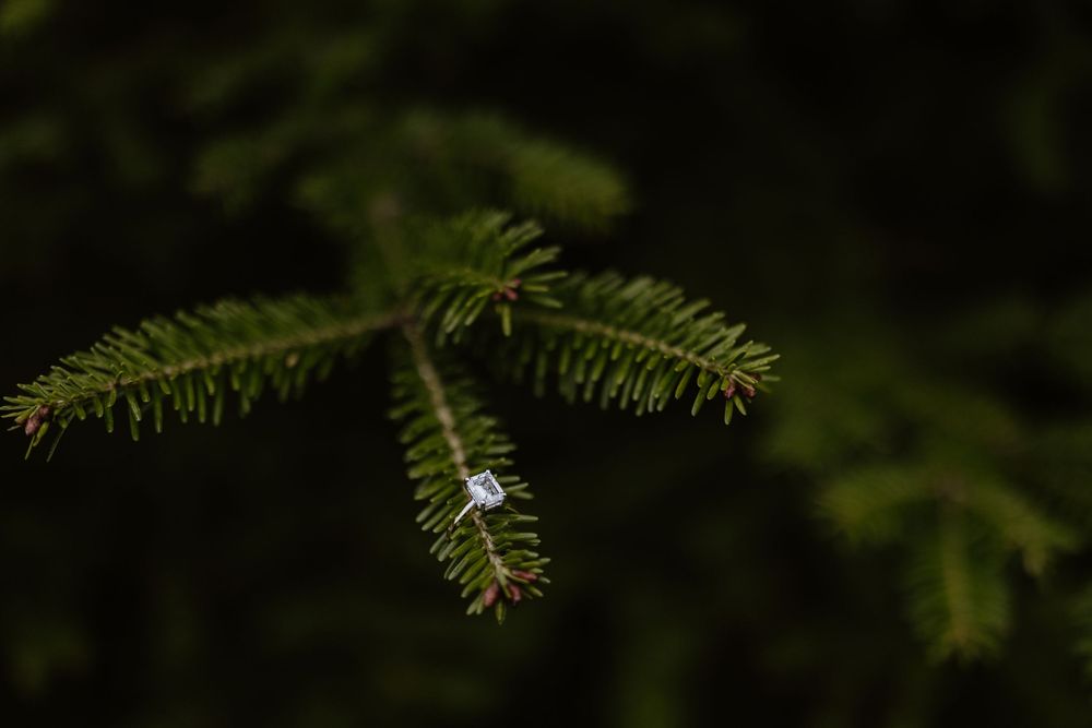 Close-up detail of dark green evergreen pine needles on branch against blurred forest background.
