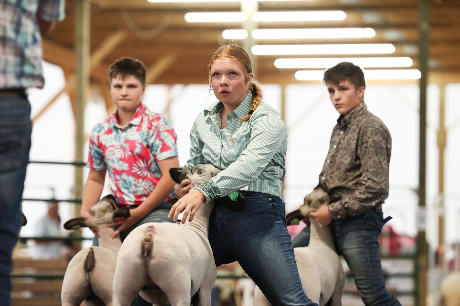 Sheep Show, Showmanship