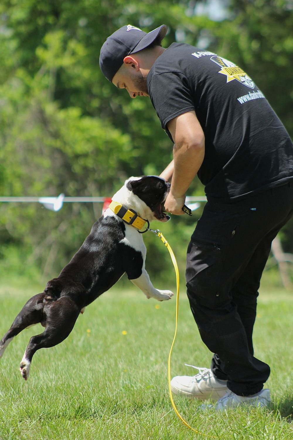 Dog trainer playing with dogs