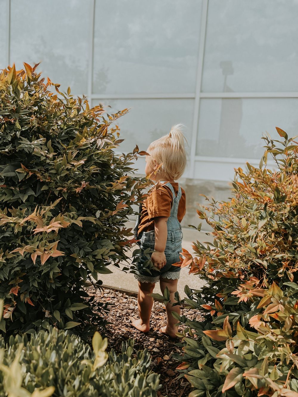 A child in overalls explores among golden-leafed bushes beside a white wall on a sunny day.