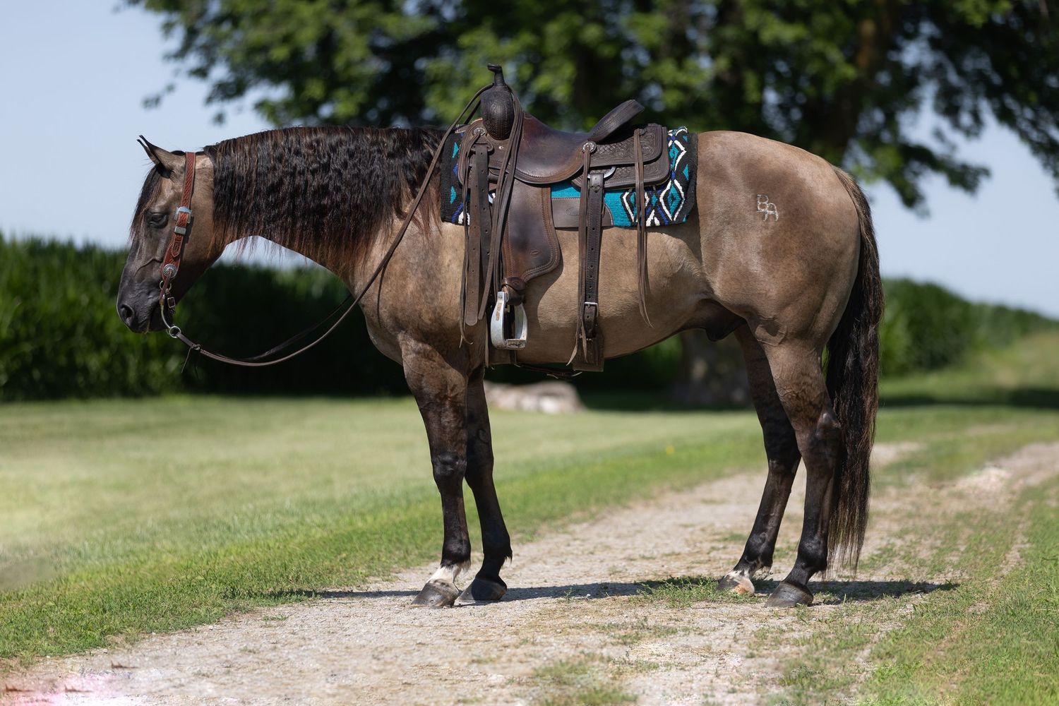 FALL ROUND UP HORSE SALE