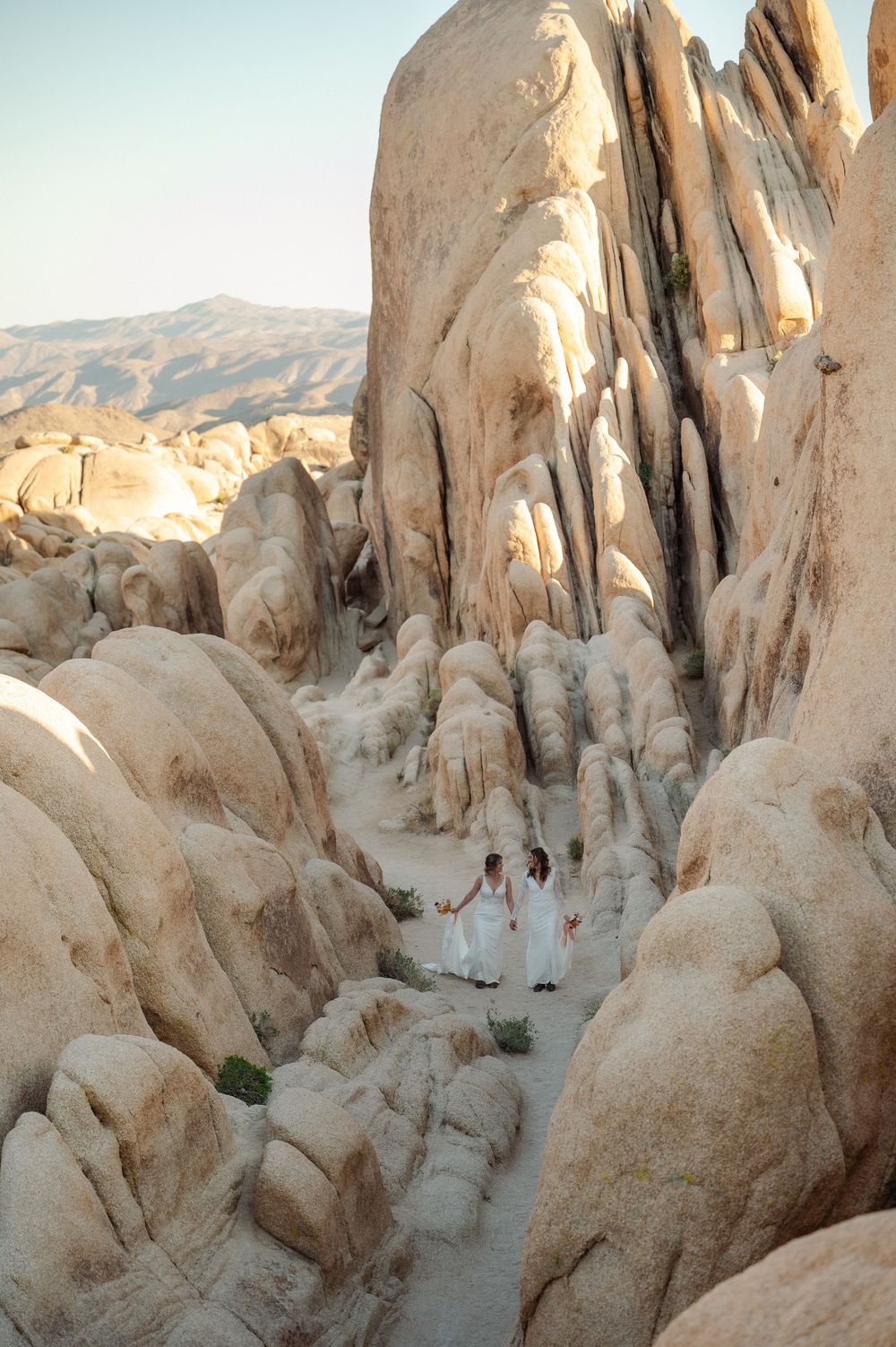brides walking in Joshua tree