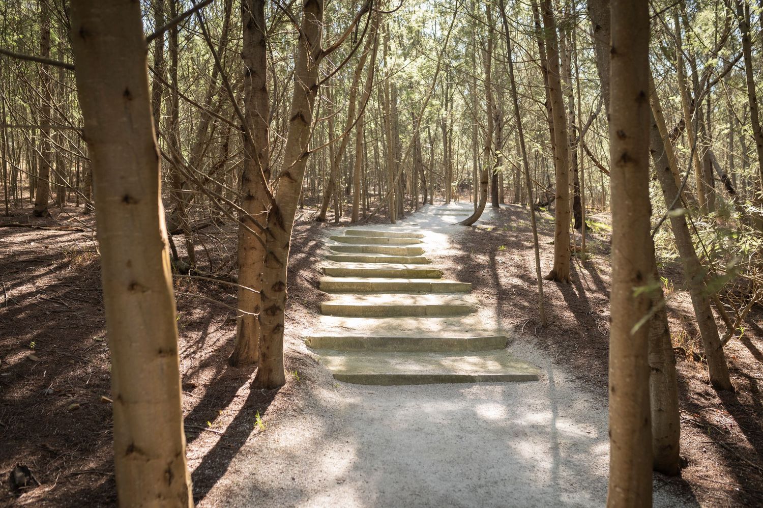A peaceful forest walking trail with sunlight filtering through trees, creating dappled shadows on the dirt path.