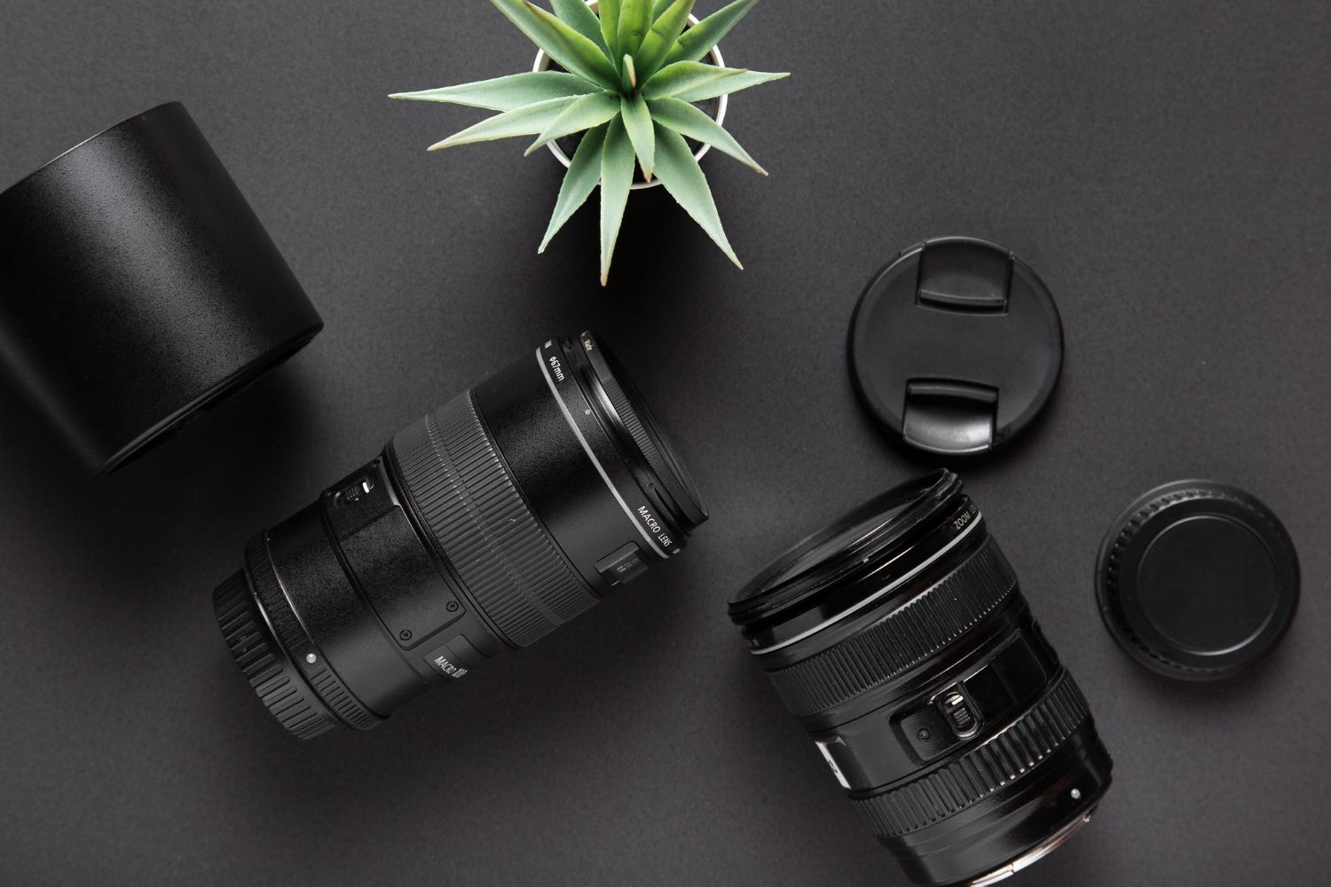 Camera lenses and equipment arranged with small succulent plant on dark background.