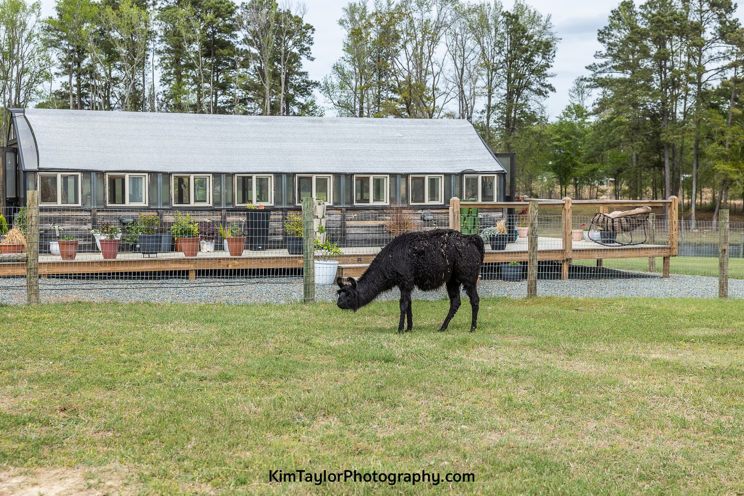 wedding venue, wild rock farm, country venue, pretty wedding venues, Kim Taylor photography, wedding photographer, flowers, llama, decor
