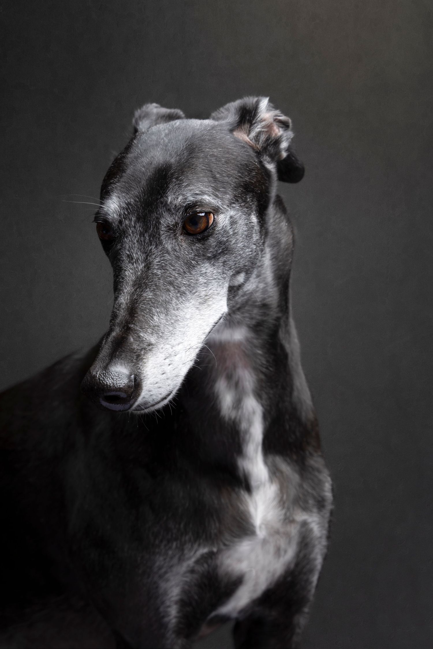 Soulful image of a beautiful greyhound, lovingly gazing towards his owner. beautiful memories for the owner.