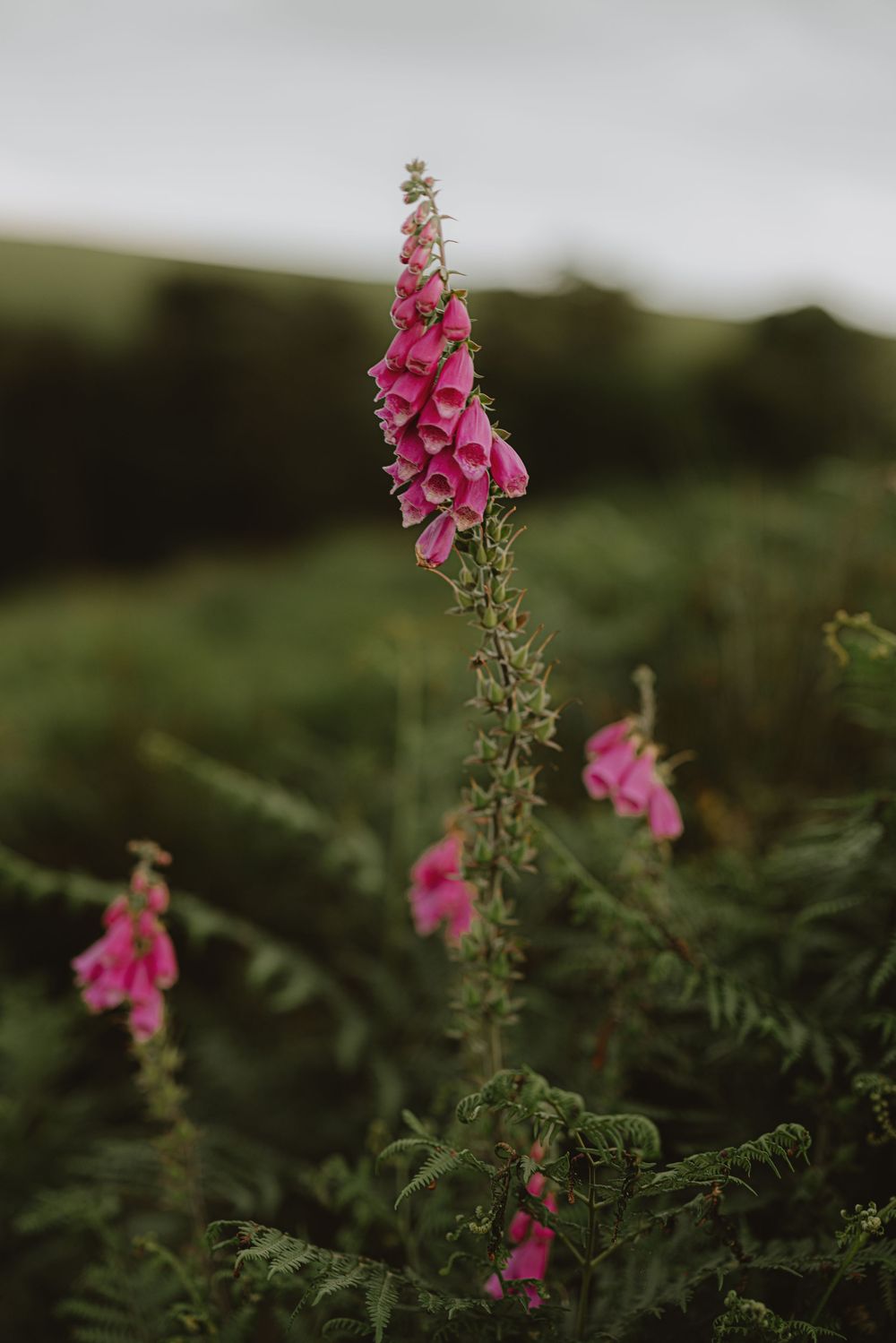 Pink foxglove flowers bloom against a blurred natural background in moody lighting.