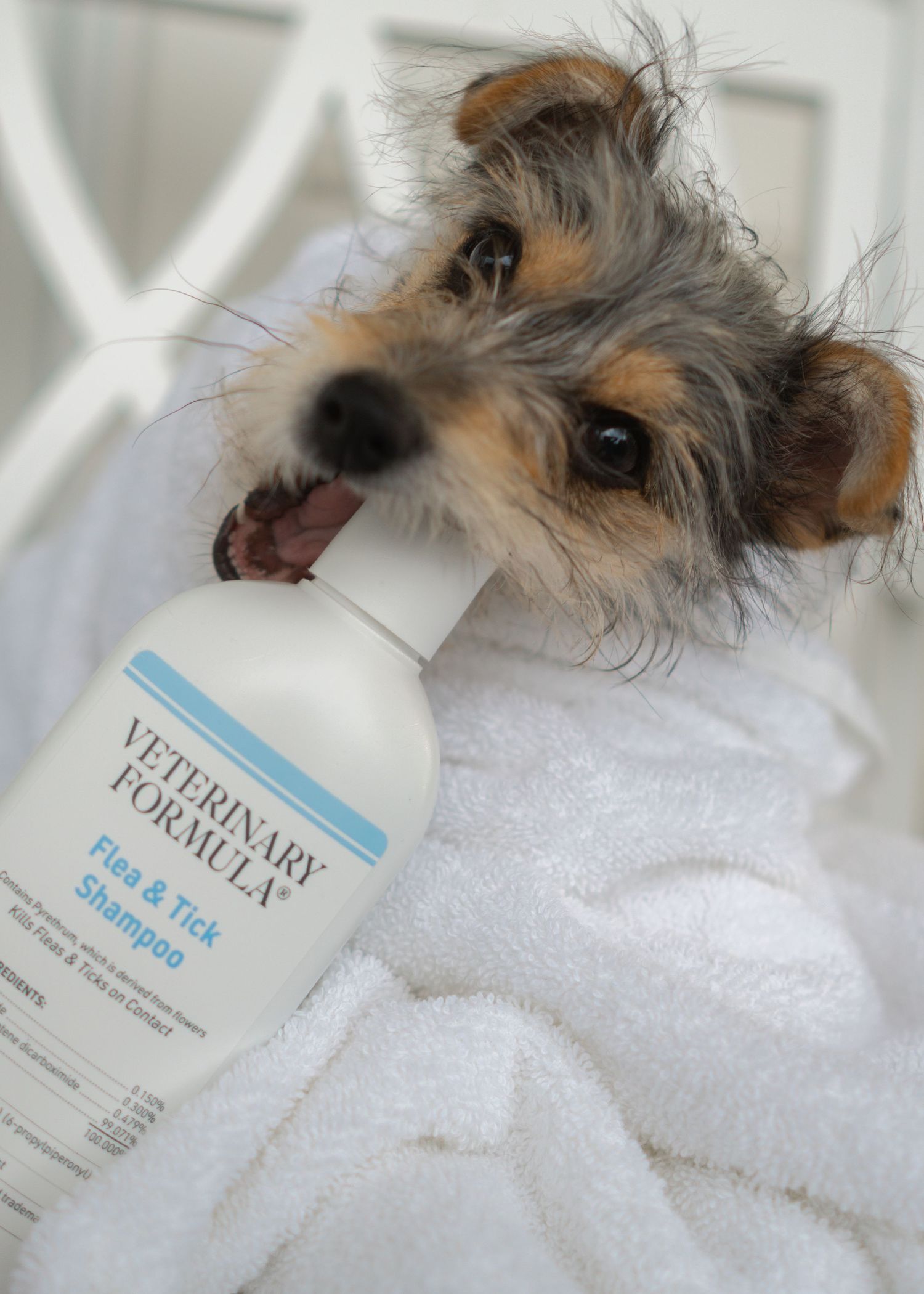 Puppy chewing on a bottle of Veterinary Formula Flee and Tick Shampoo