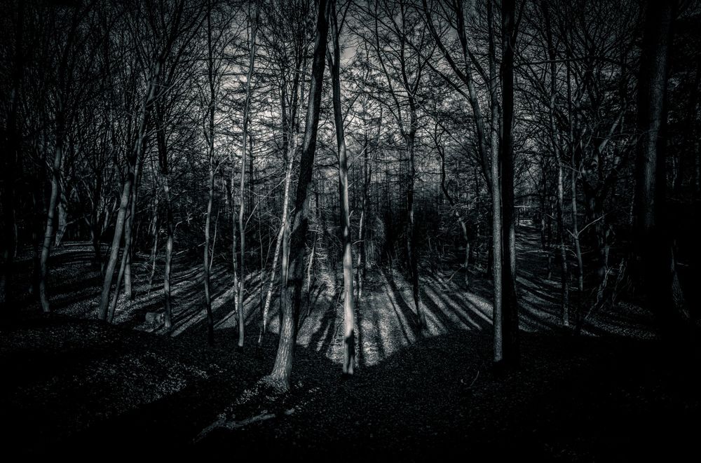 Eerie black and white forest landscape with sunlight streaming through bare trees.