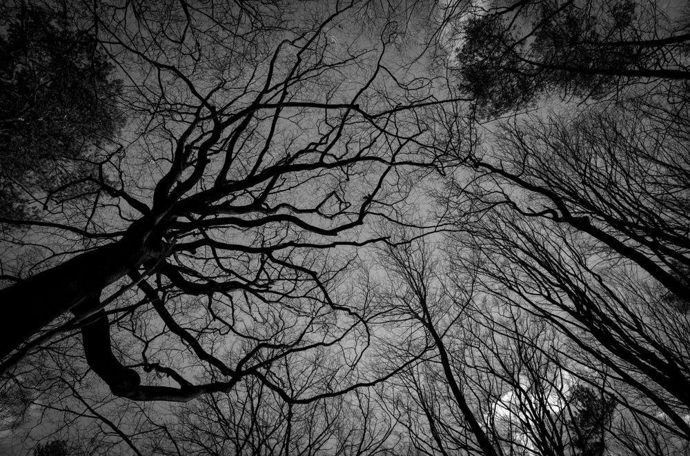 Striking upward view of bare tree branches against a dramatic monochrome sky.