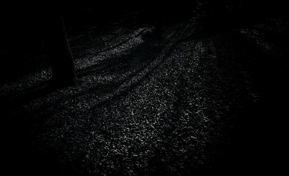 Dark moody forest floor with dappled shadows creating mysterious patterns.