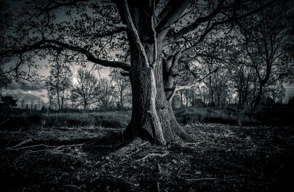 Atmospheric black and white photograph of an ancient gnarled tree in a misty field.