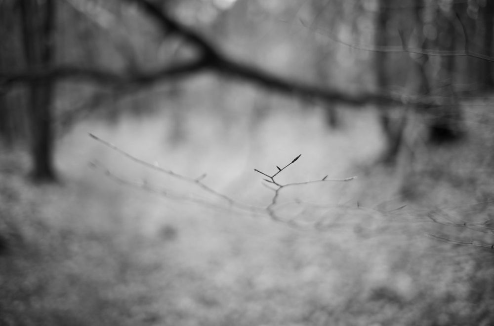 Minimalist black and white macro shot of a delicate twig against a blurred forest background.