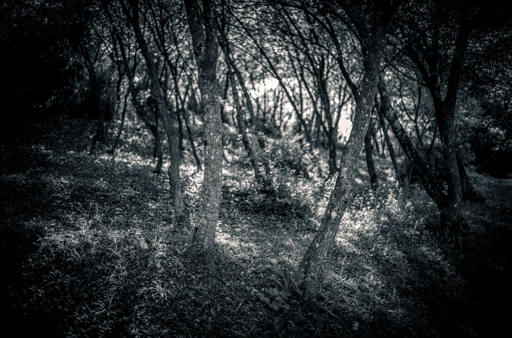 Ethereal black and white forest scene with sunlight filtering through dense trees.