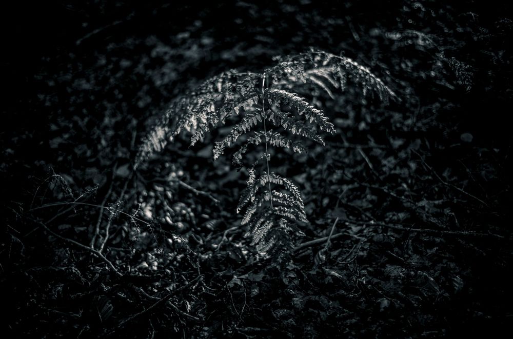 Abstract nature macro showing dark textured patterns of ferns or leaves.