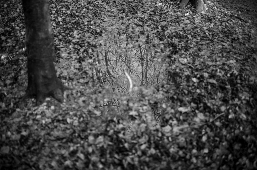 Black and white photograph of bare trees reflected in dark woodland waters.