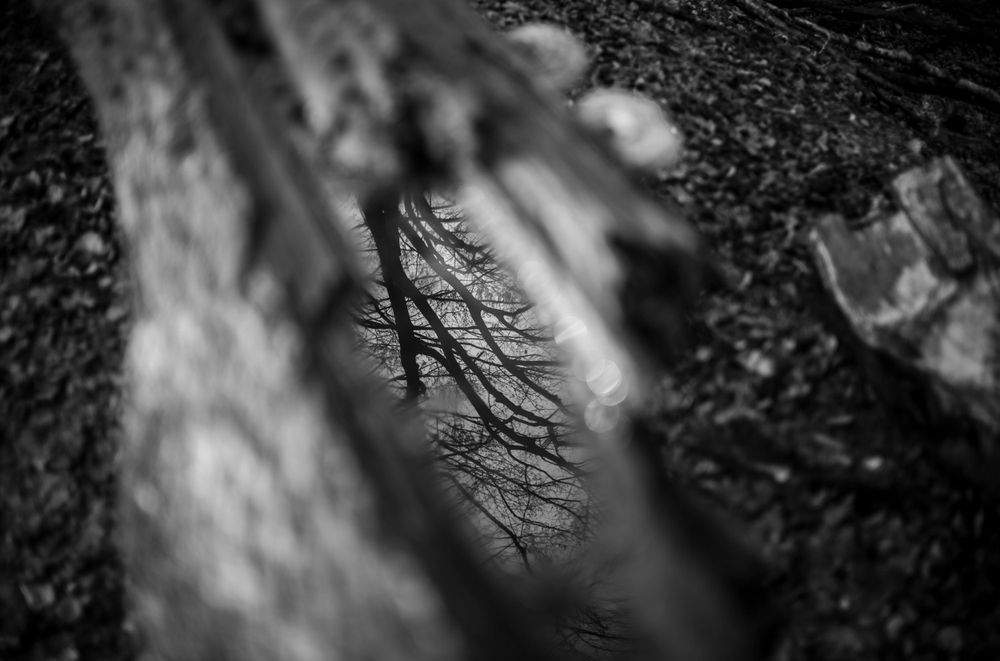 Moody black and white forest reflection in a puddle with branches creating abstract patterns.