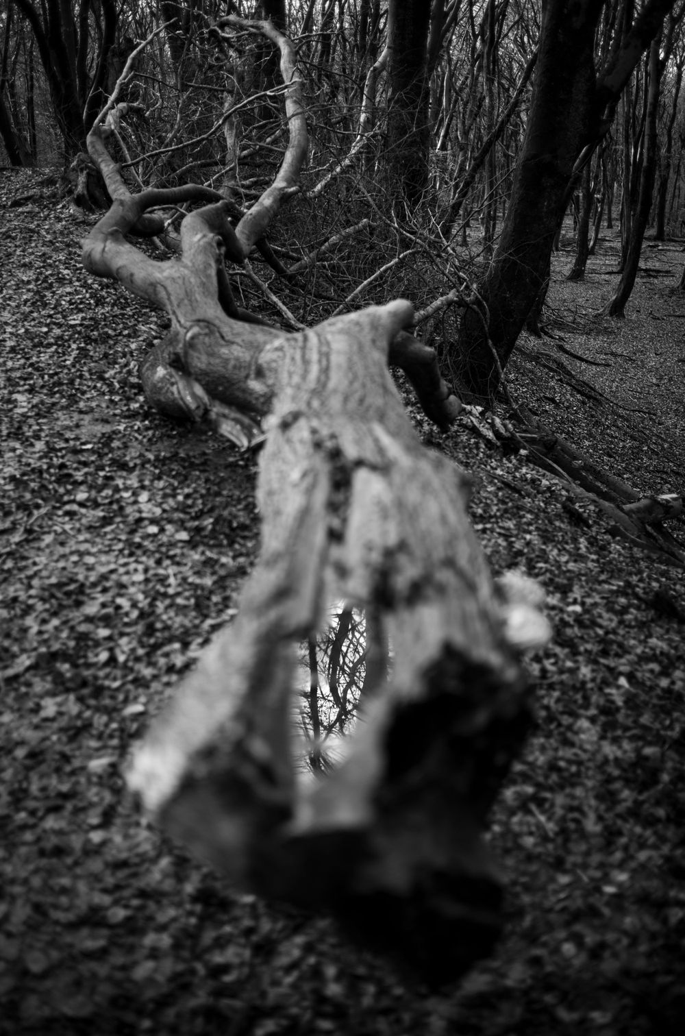Dramatic black and white image of fallen tree trunk in misty forest setting.