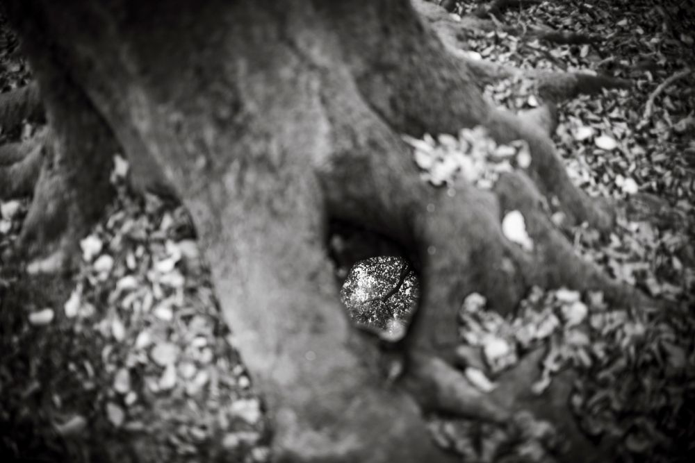 Black and white close-up of a hollow tree trunk with leaves scattered on the ground.