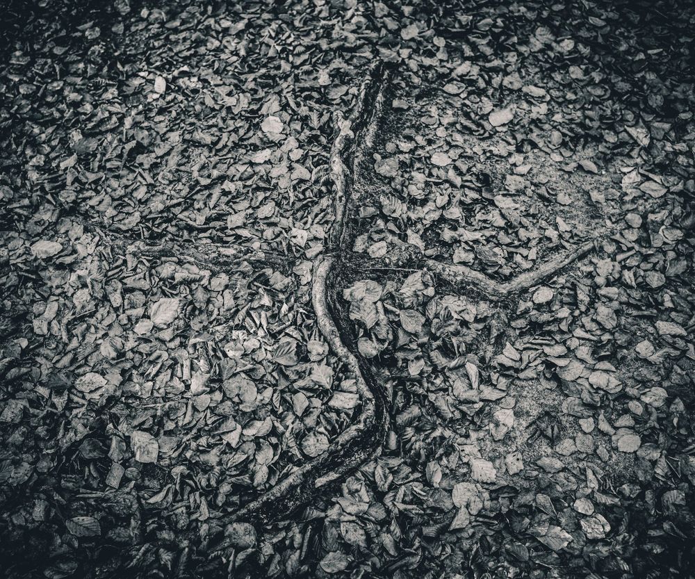 Aerial view of cracked dry earth with a winding fissure through the center.