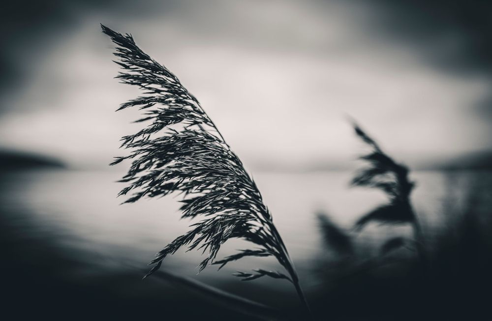 Silhouette of tall grass reeds swaying against a moody sky at dusk.
