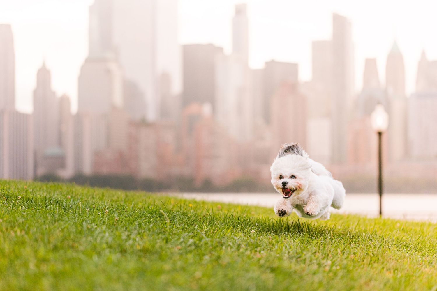 Furry Moments New York New Jersey Pet Photography