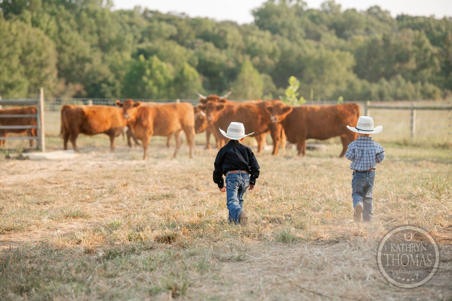Two children in cowboy attire walking towards brown cattle grazing in a sunny pasture.
