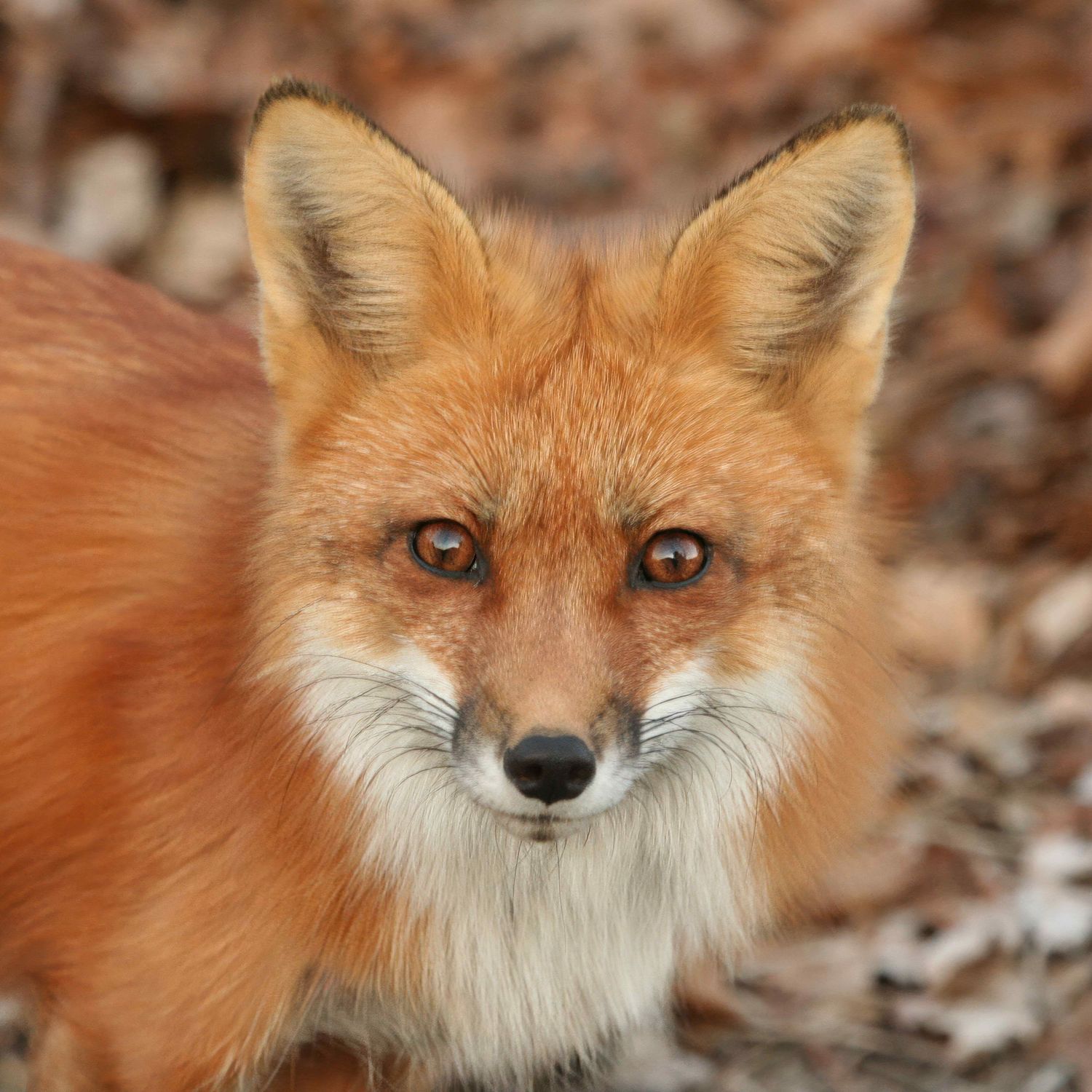 Foxy stare! Creative Warrens