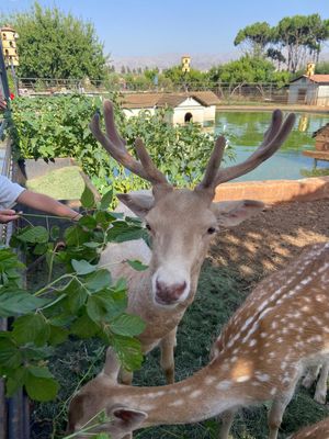 A curious spotted deer with antlers peeks through green foliage near a pond in a wildlife sanctuary.