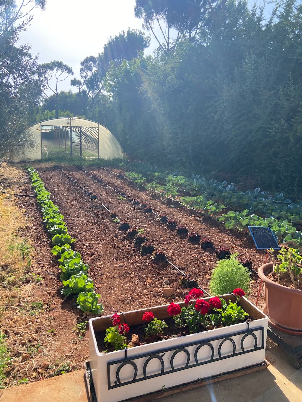 Garden bed with rows of vegetables and greenhouse in background, featuring lettuce plants and colorful planter box.