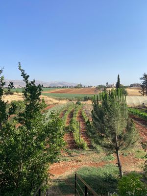 Scenic vineyard rows stretch across rolling hills under clear blue sky in Mediterranean countryside with cypress trees.
