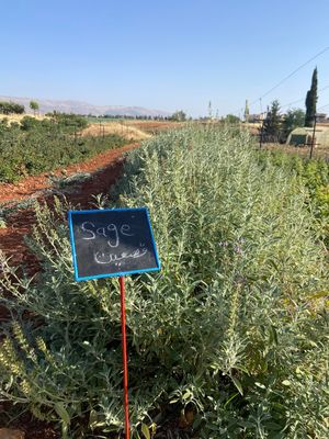 A sign marks rows of sage plants growing in a Mediterranean herb garden with mountains visible in the background.