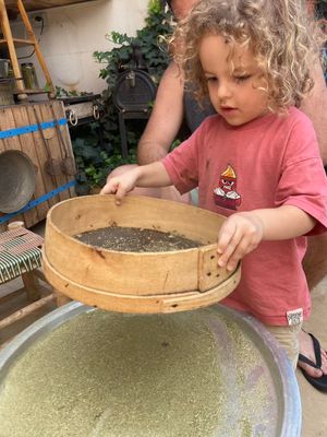 Child sifting zaatar through a wooden sieve over a large basin in a garden workspace.