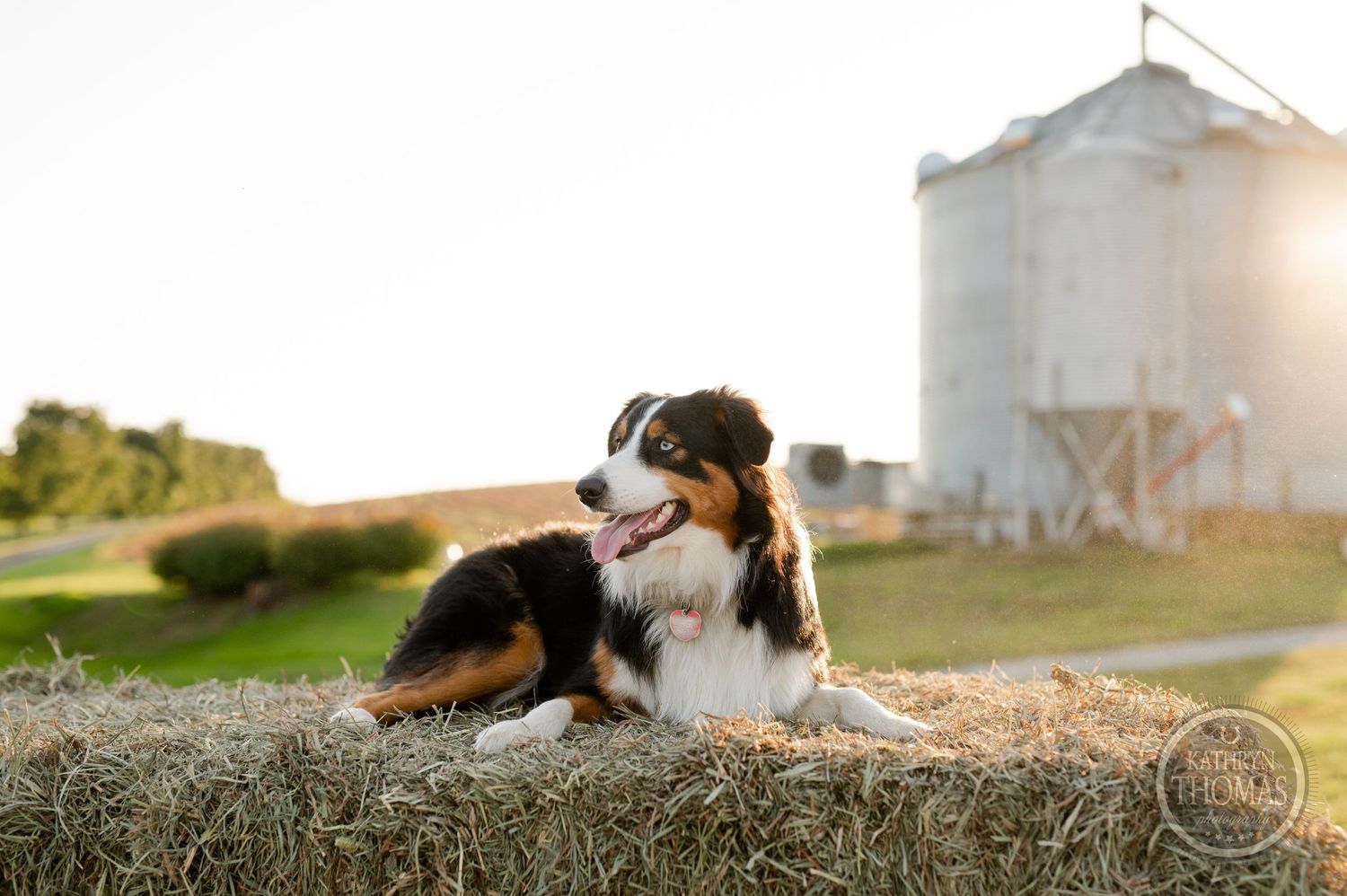 Australian Shepherd dog rests on hay bale with grain silo and setting sun in background.