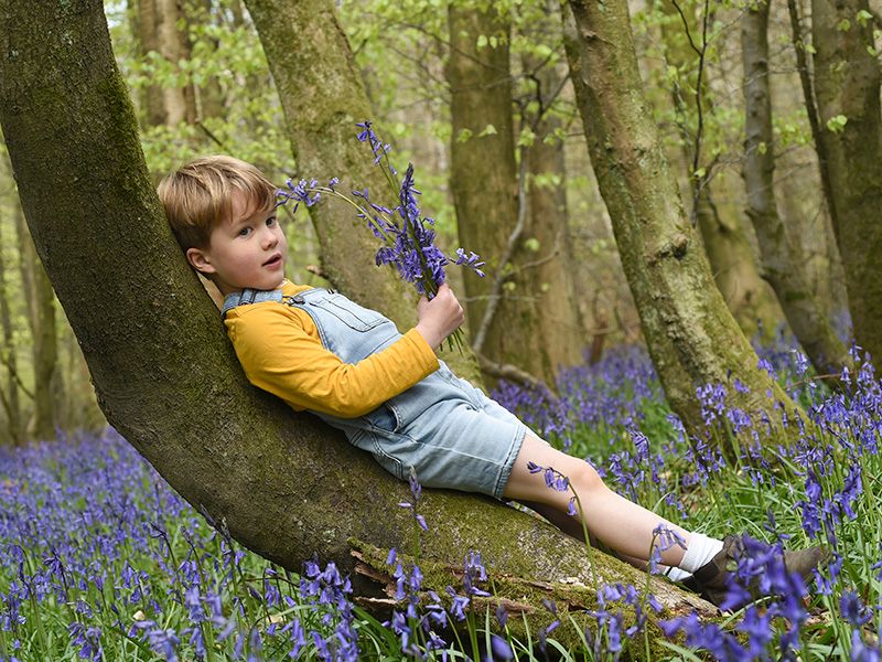 A boy sitting on a tree branch surrounded by bluebells in a Buckinghamshire forest, captured in a family photograph by Abigail's studio.