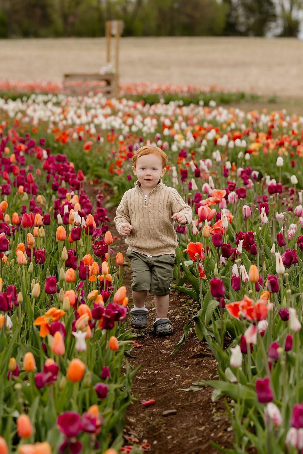 Red-haired toddler walking through colorful tulip field with orange, pink, and purple blooms on a spring day.