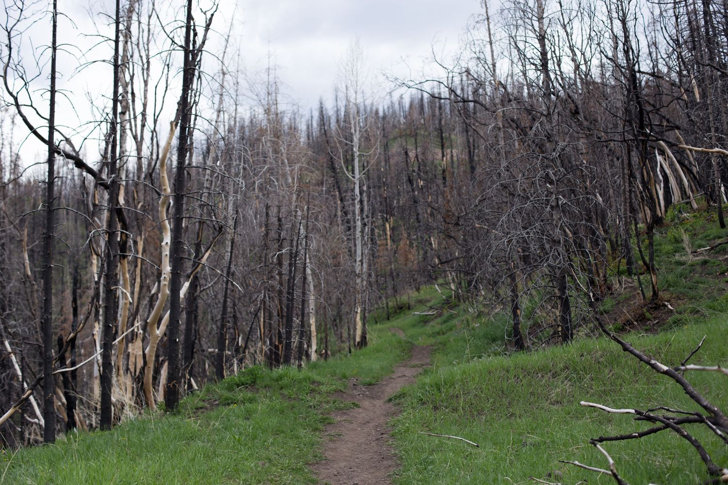 burned area of payson canyon utah witch photoshoot