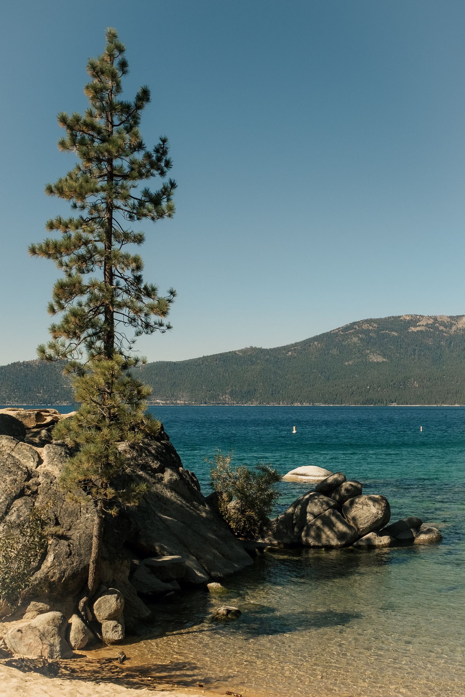 A tall pine tree grows from rocky shores along crystal clear waters of Lake Tahoe with mountains in the background.