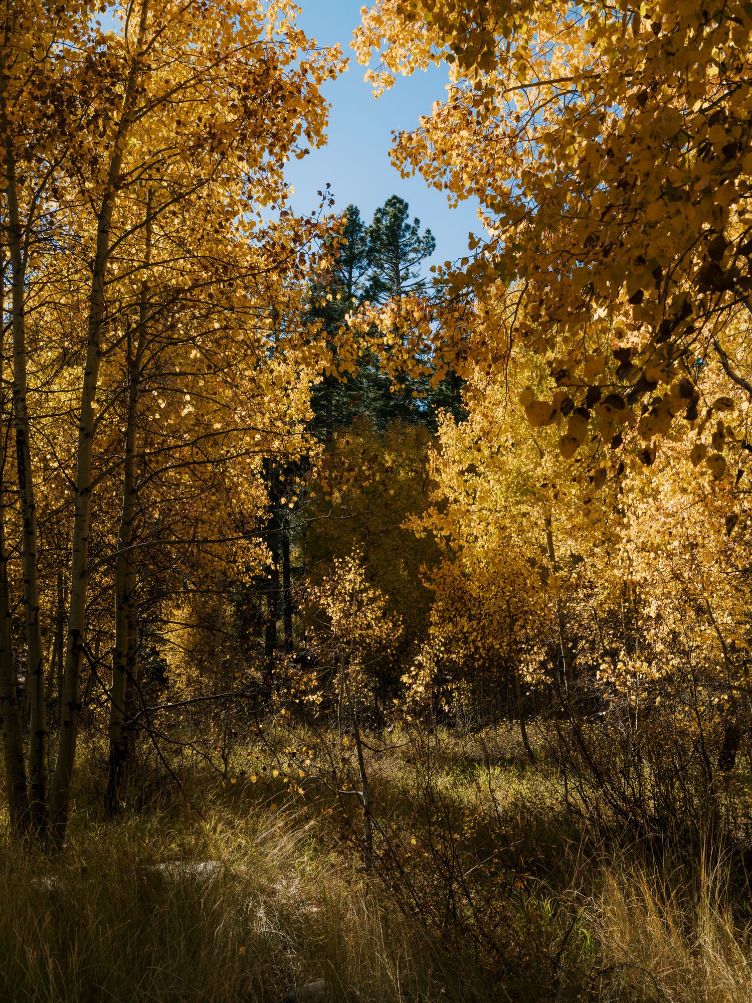 Golden aspen trees with vibrant autumn foliage line a forest path during peak fall colors in Colorado.