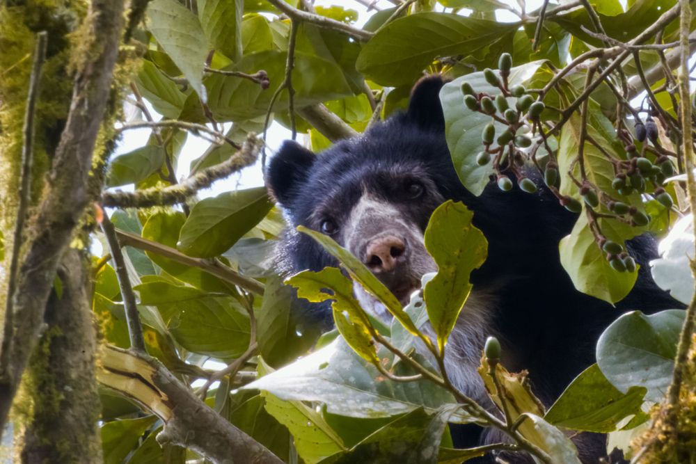 Wild spectacled bear looking down through lush green leaves while resting in a tree.
